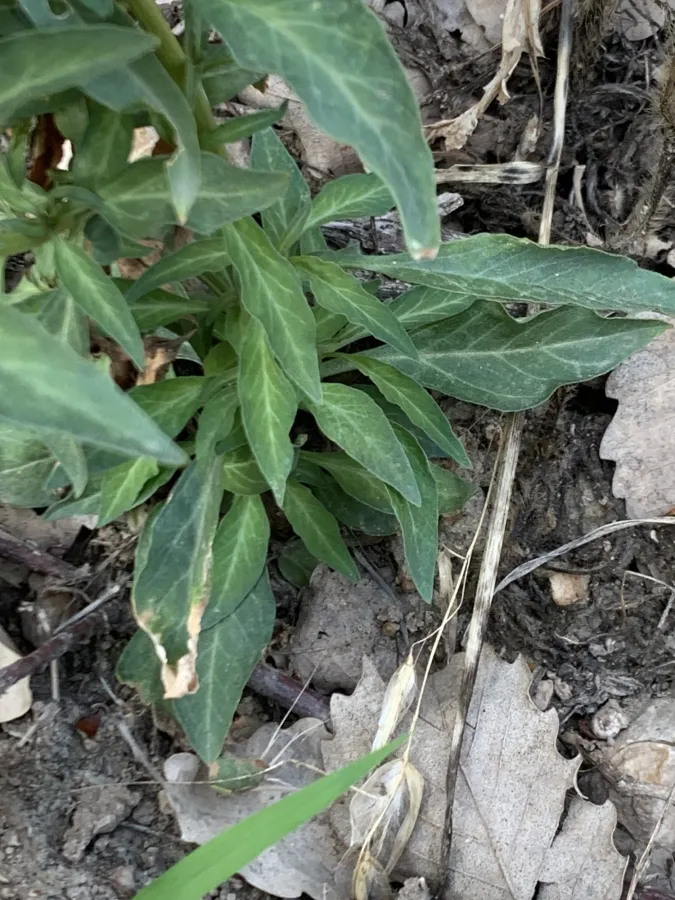 Lysimachia dubia