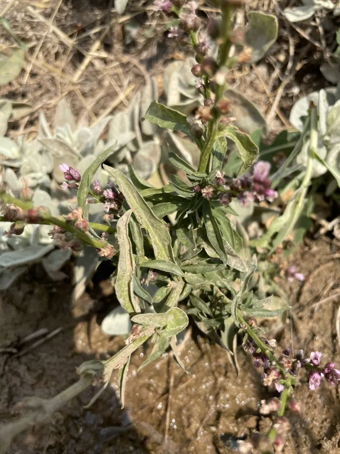 Lysimachia dubia