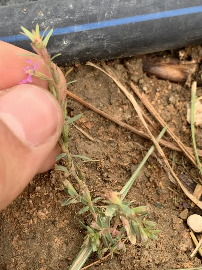 Lythrum hyssopifolia