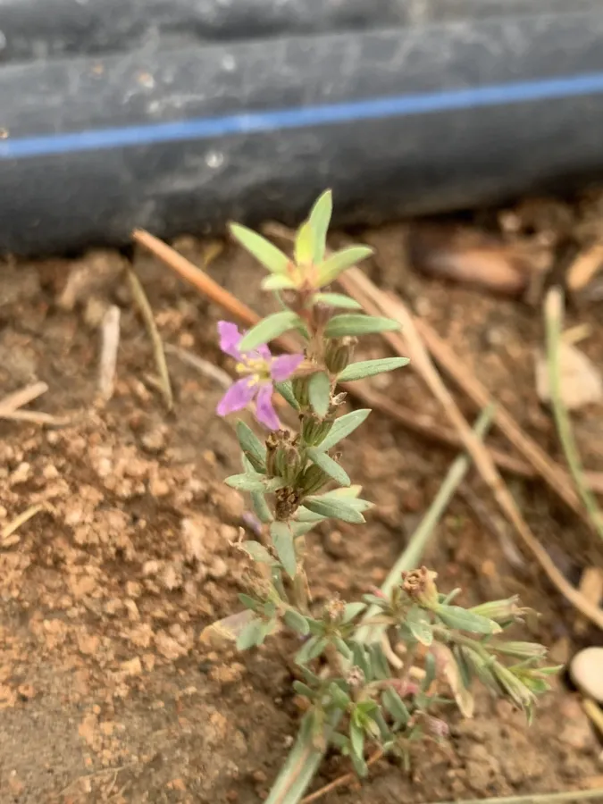 Lythrum hyssopifolia