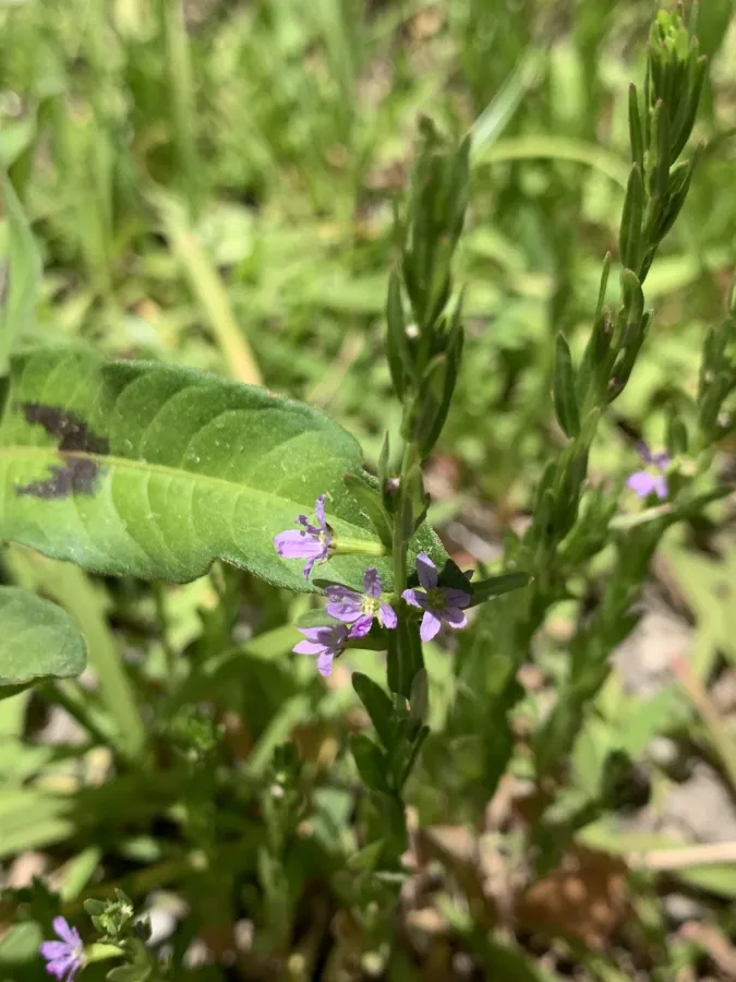 Lythrum hyssopifolia