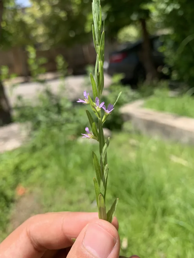 Lythrum hyssopifolia