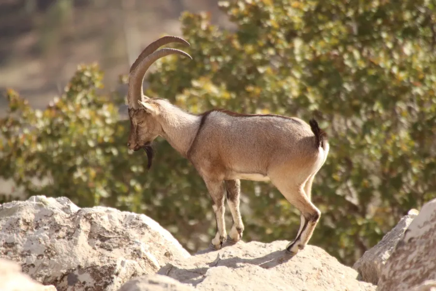 Wild Goat