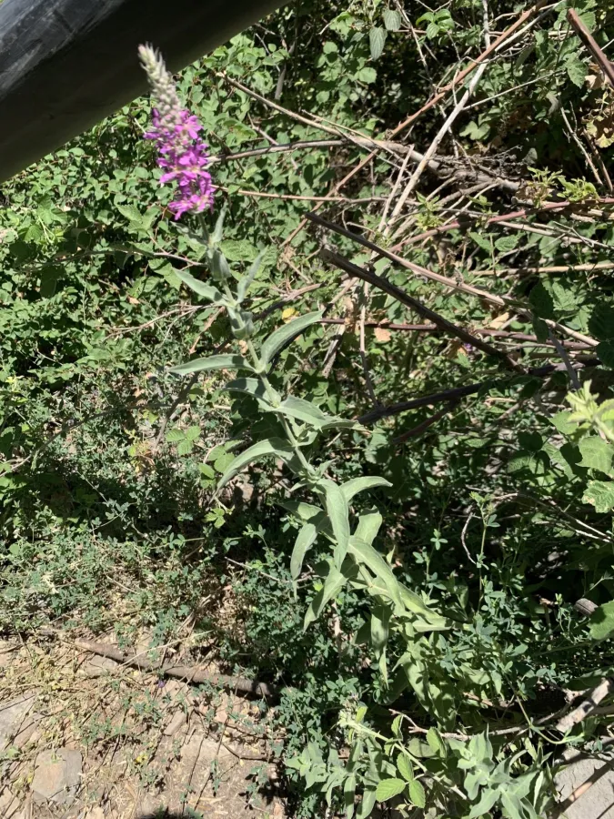 Lythrum salicaria