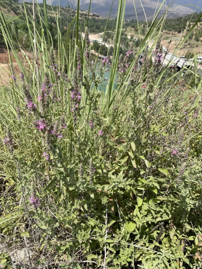 Lythrum salicaria