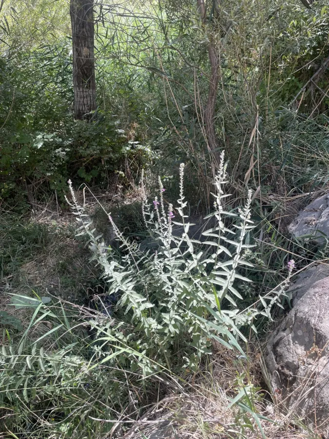 Lythrum salicaria