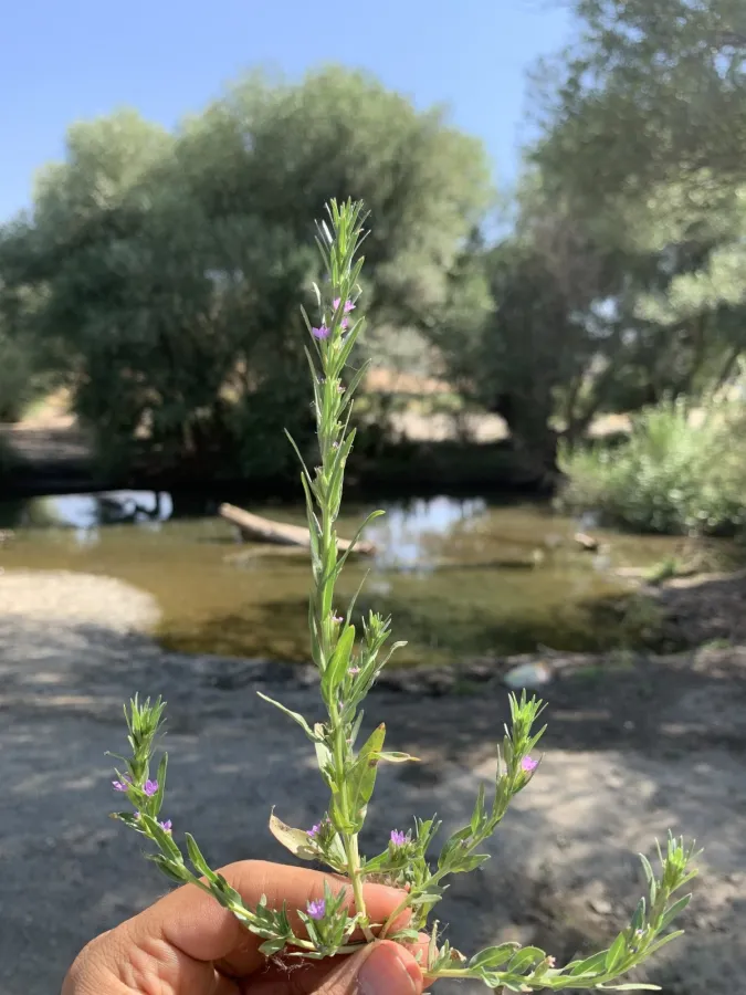 Lythrum silenoides