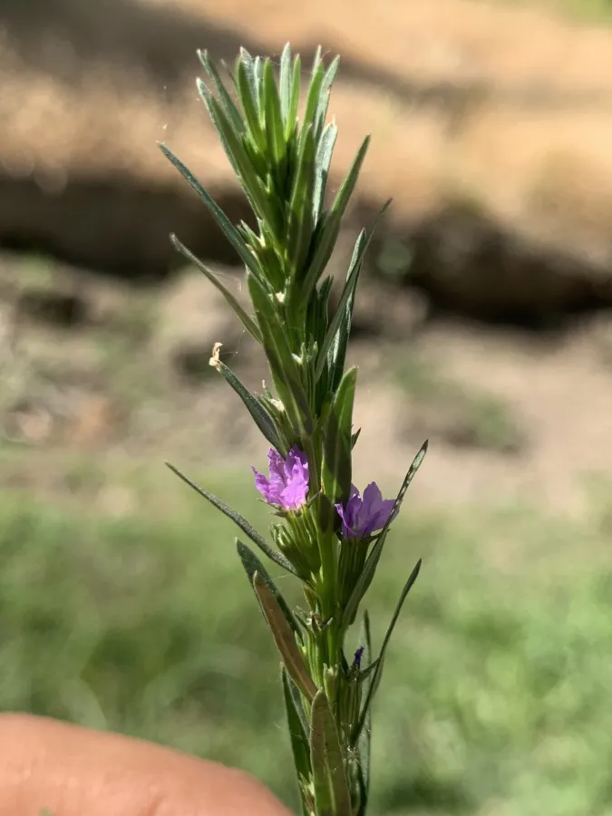 Lythrum silenoides