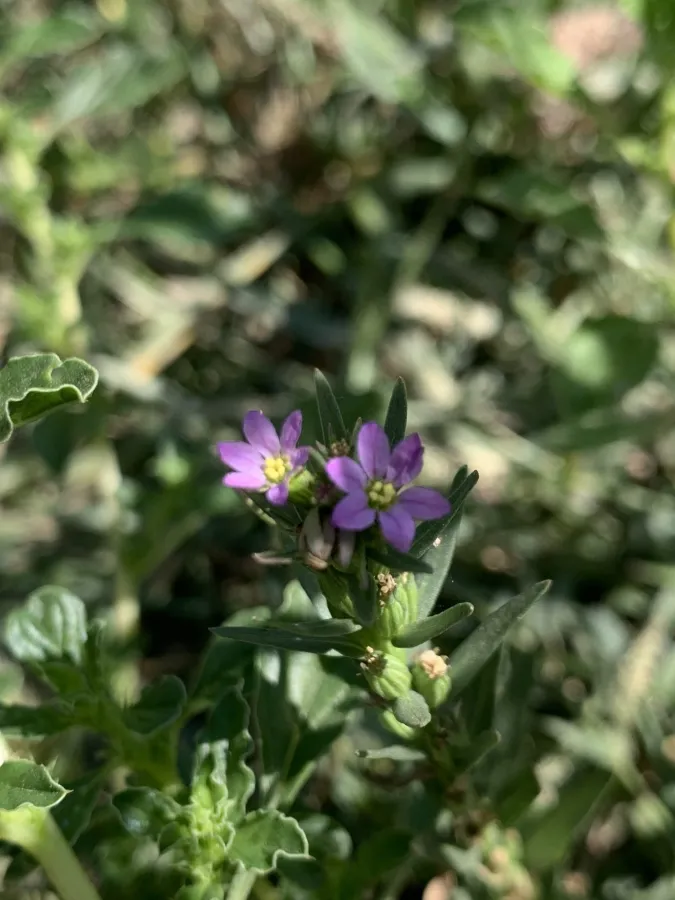 Lythrum silenoides