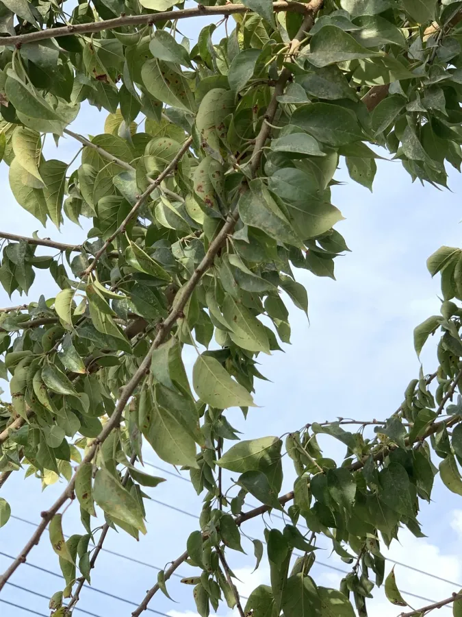 Maclura pomifera
