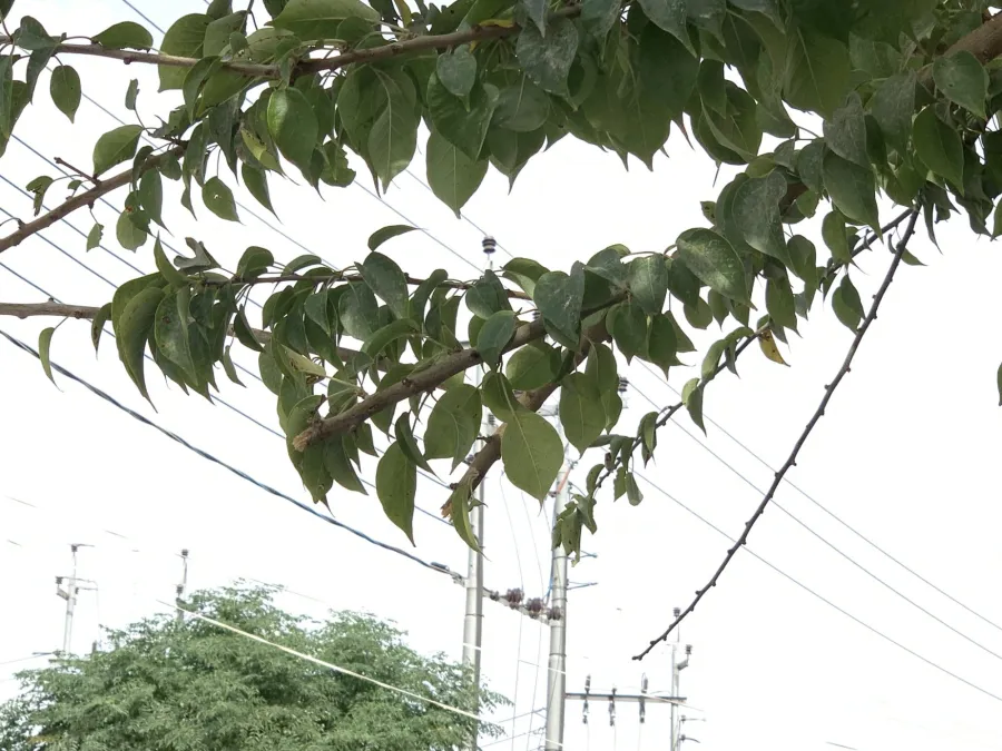 Maclura pomifera