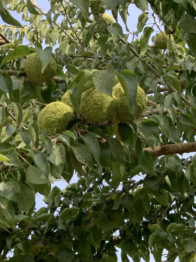 Maclura pomifera
