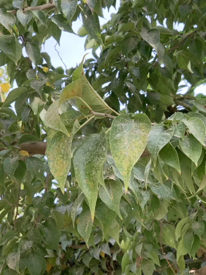 Maclura pomifera