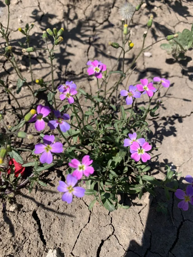 Malcolmia maritima