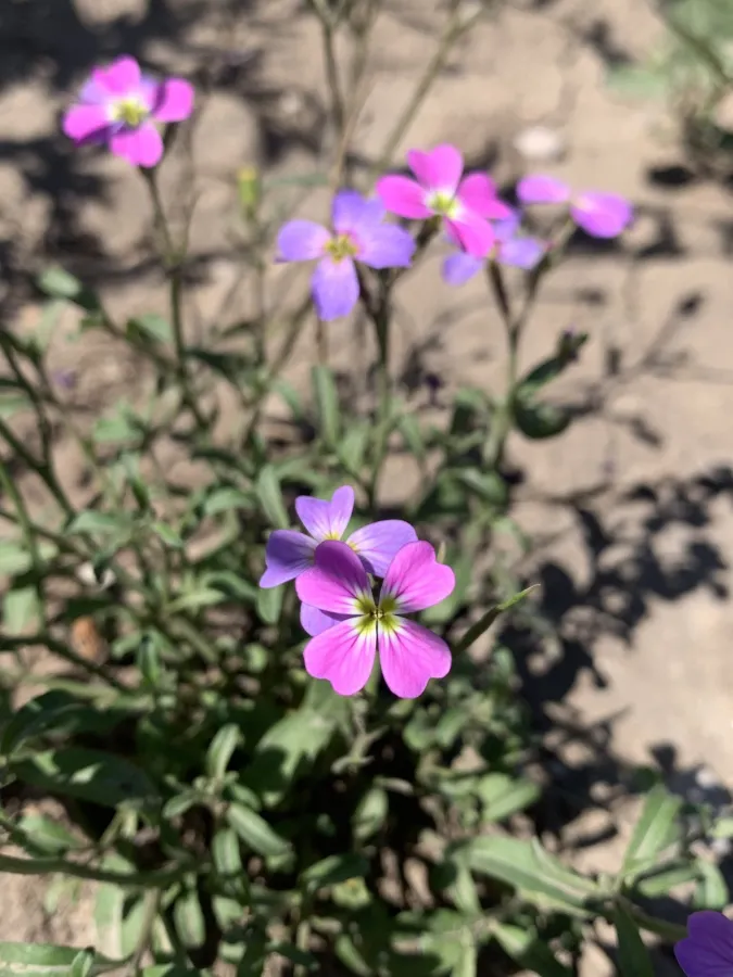 Malcolmia maritima