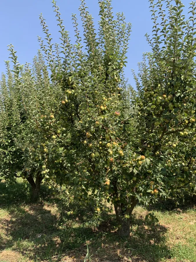 Malus domestica