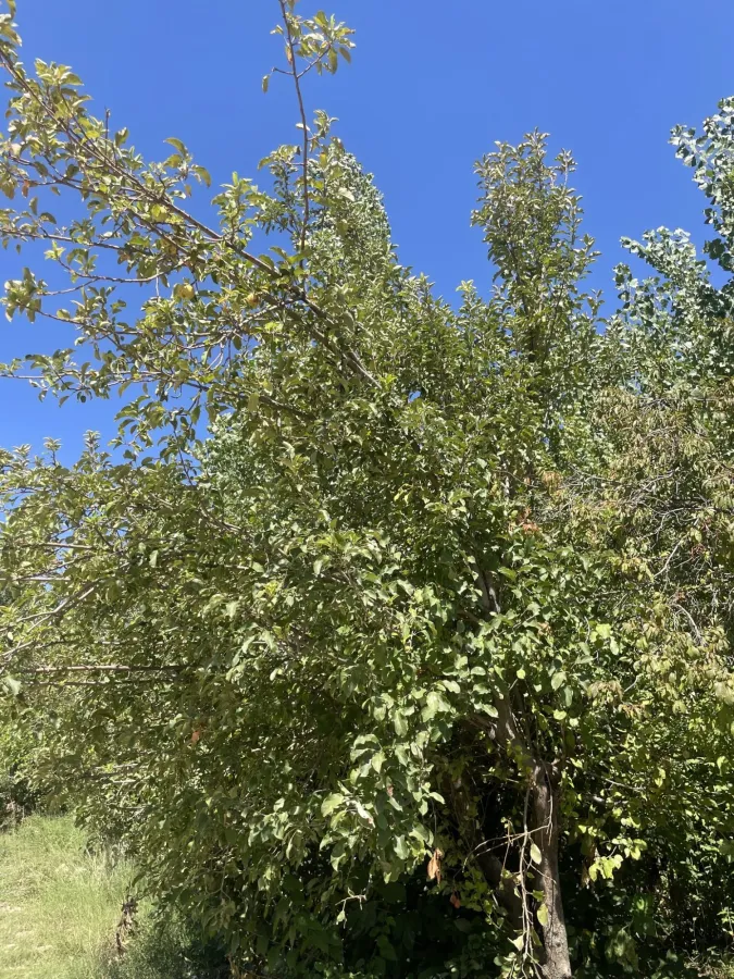 Malus domestica