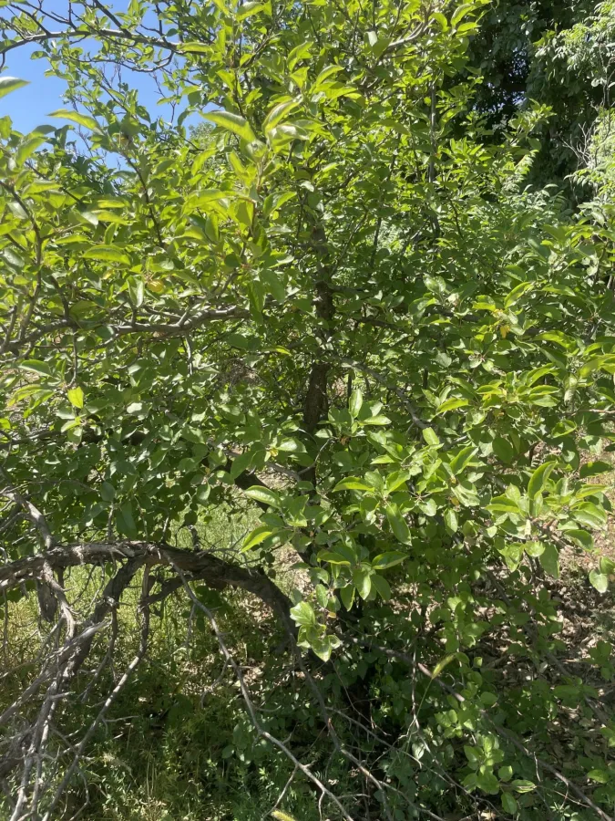 Malus domestica