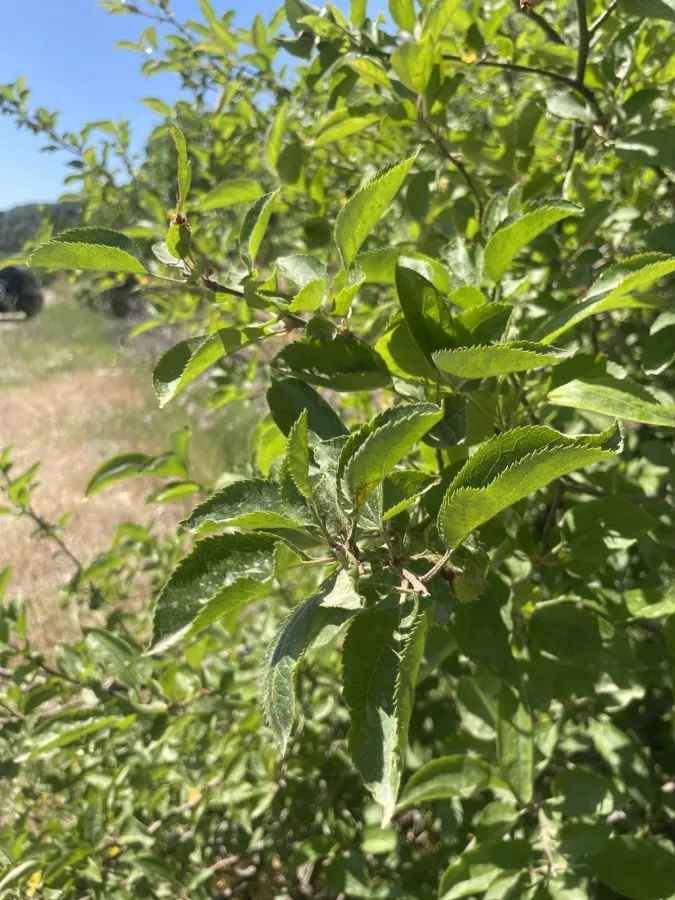Malus domestica
