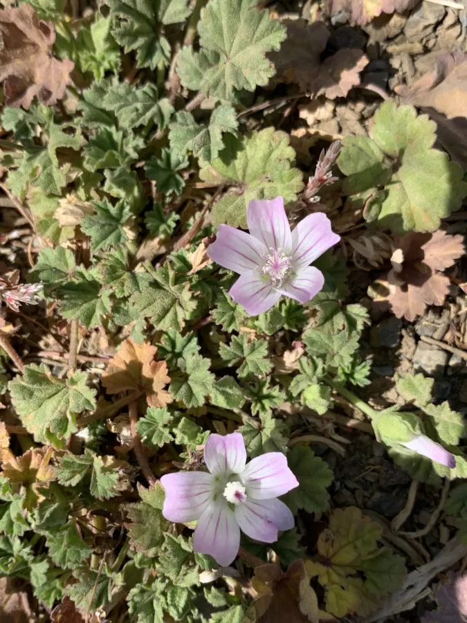 Malva neglecta