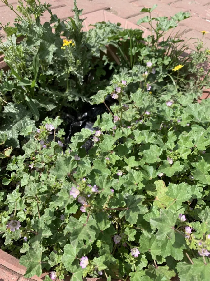 Malva nicaeensis