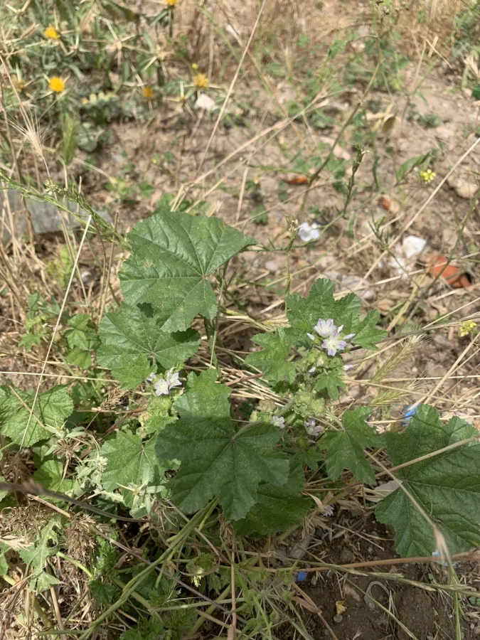 Malva nicaeensis