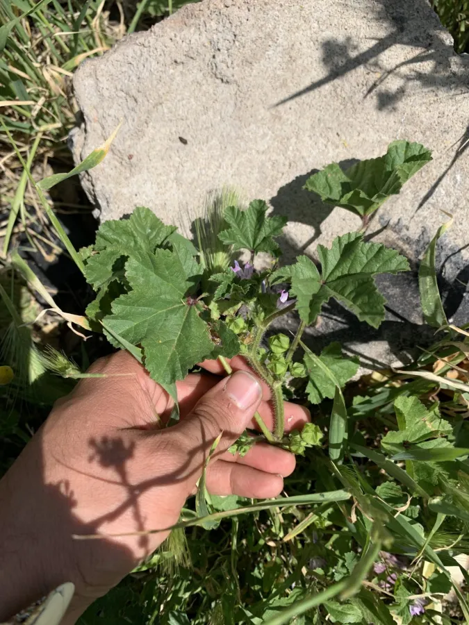 Malva nicaeensis