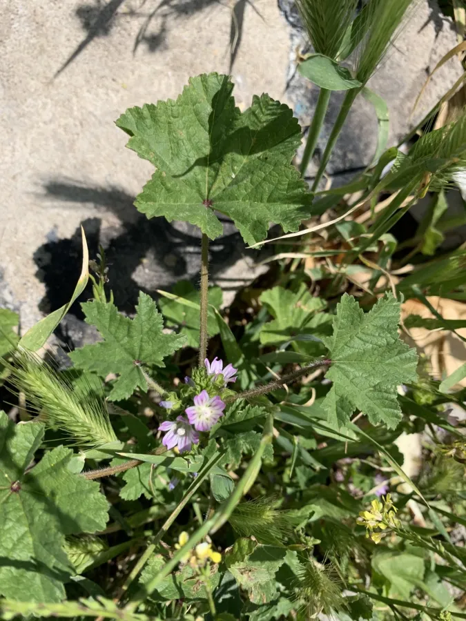 Malva nicaeensis