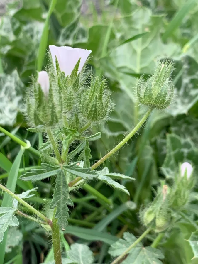 Malva setigera