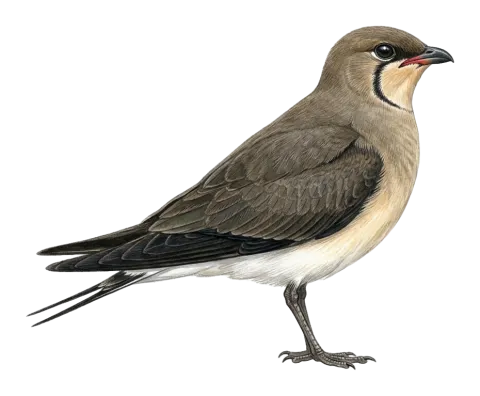 Black-winged Pratincole