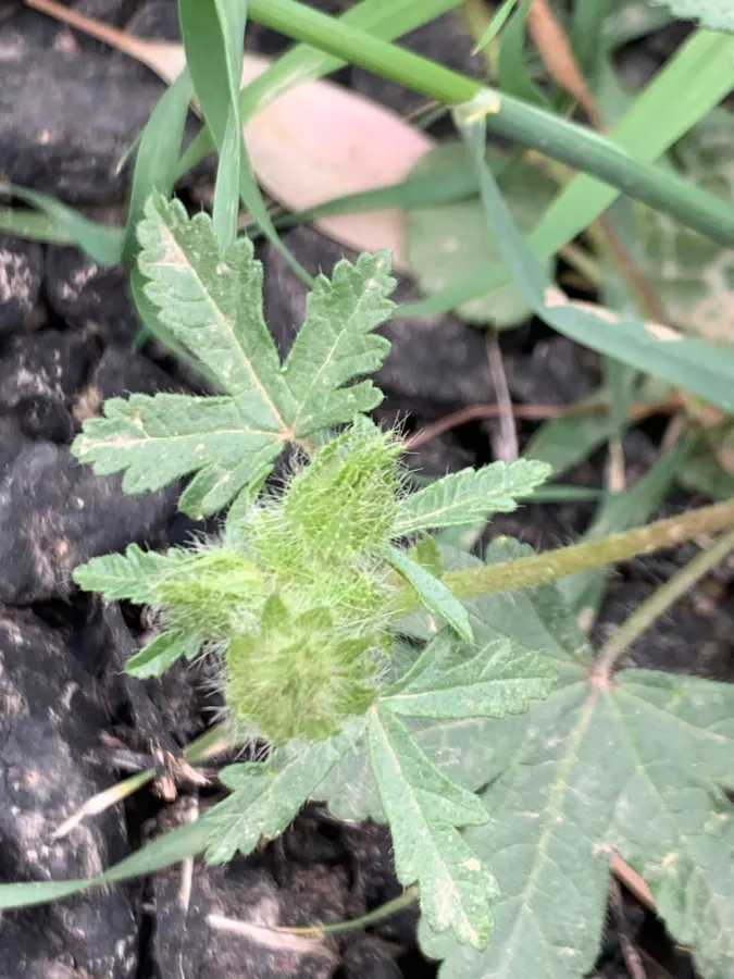 Malva setigera