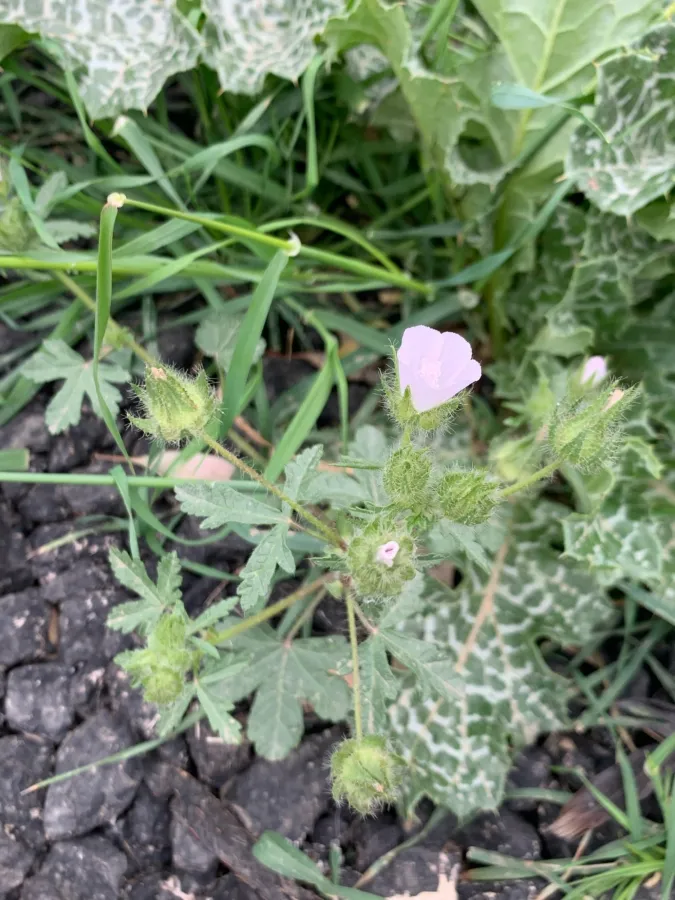 Malva setigera