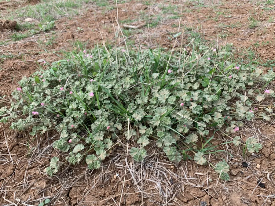 Malvella sherardiana