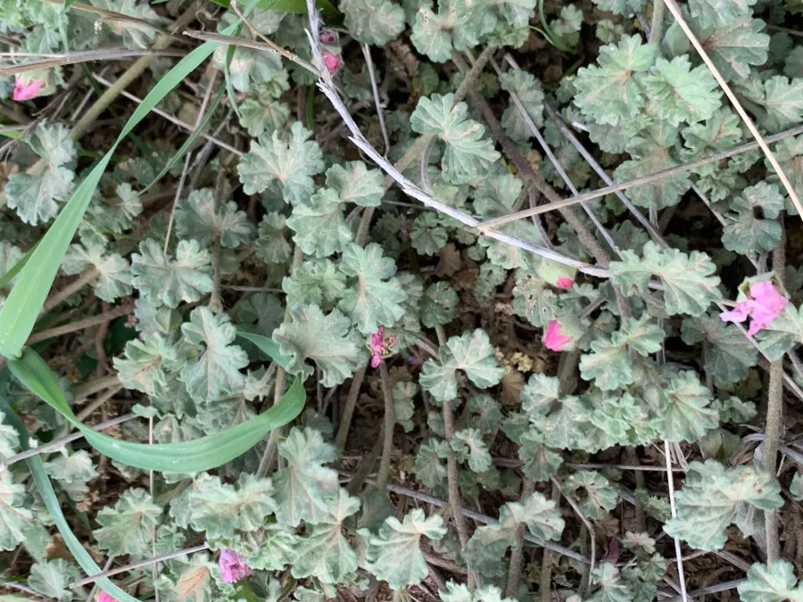 Malvella sherardiana