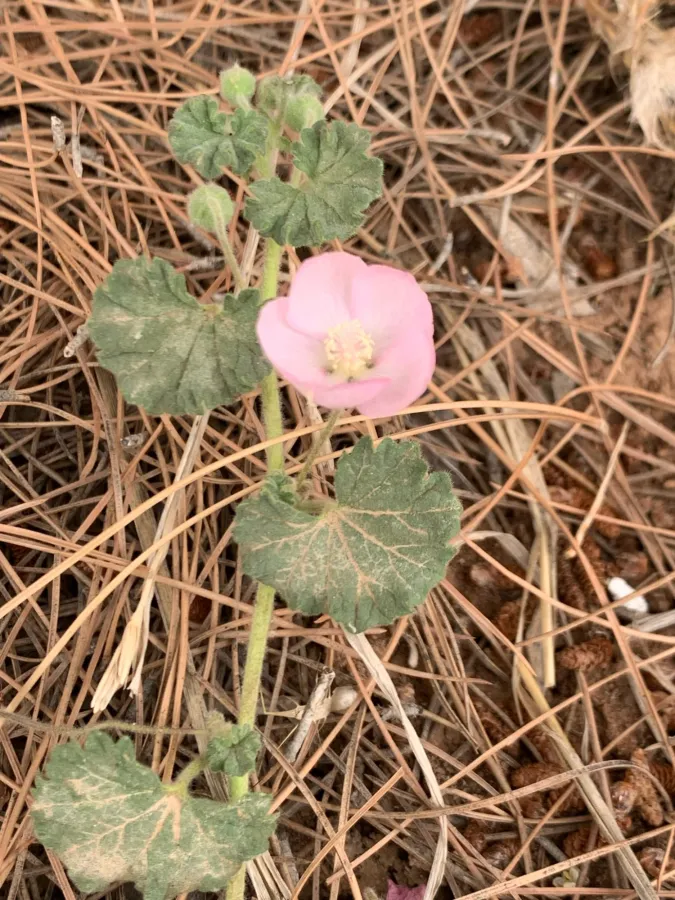 Malvella sherardiana