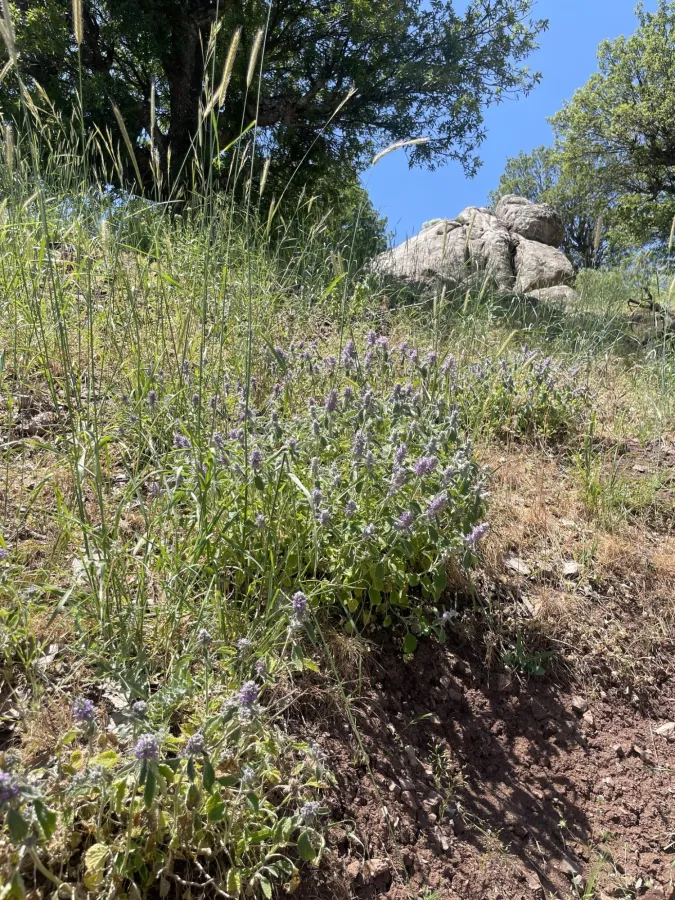 Marrubium astracanicum