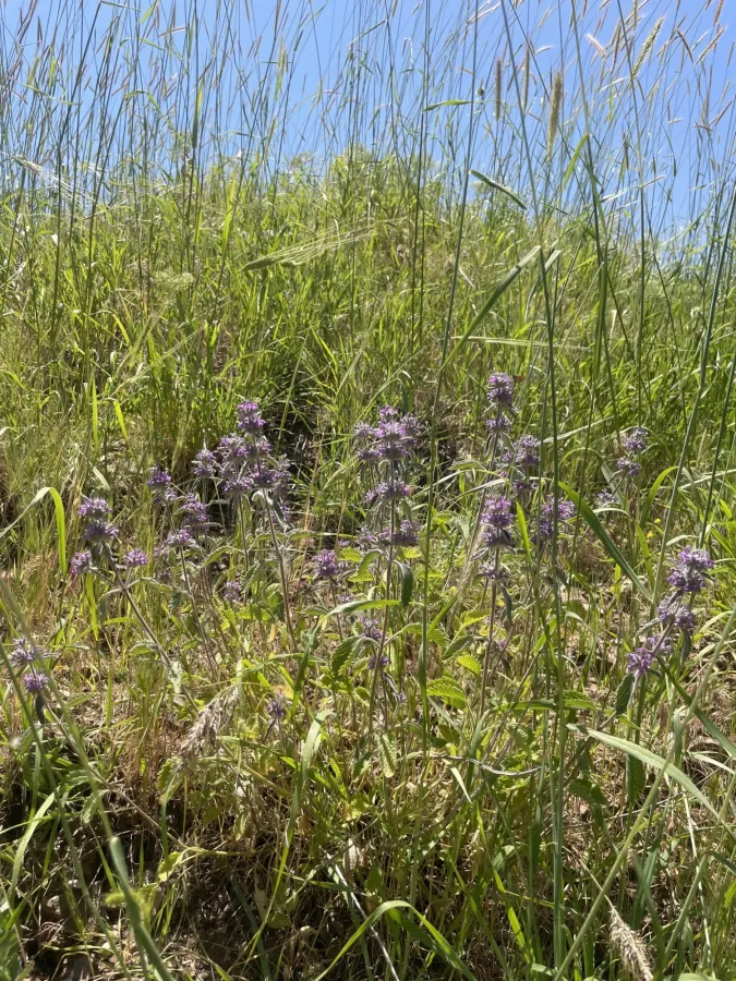 Marrubium astracanicum