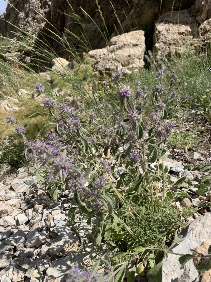 Marrubium astracanicum