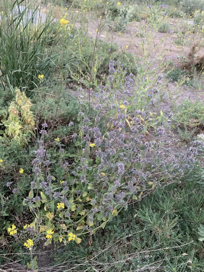 Marrubium astracanicum