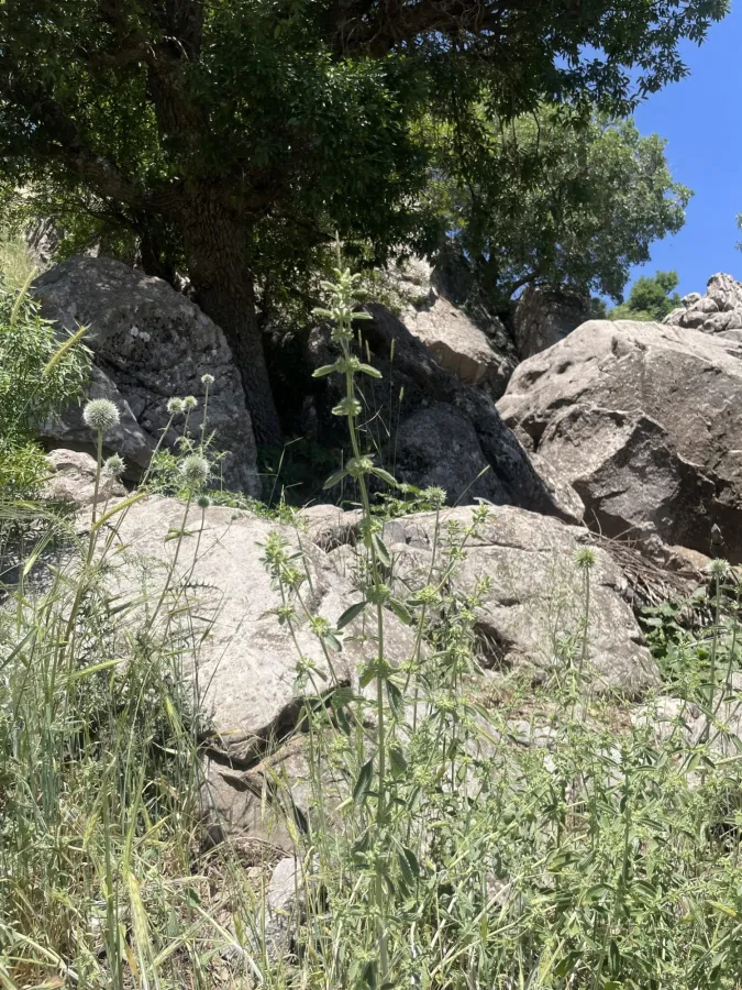 Marrubium crassidens
