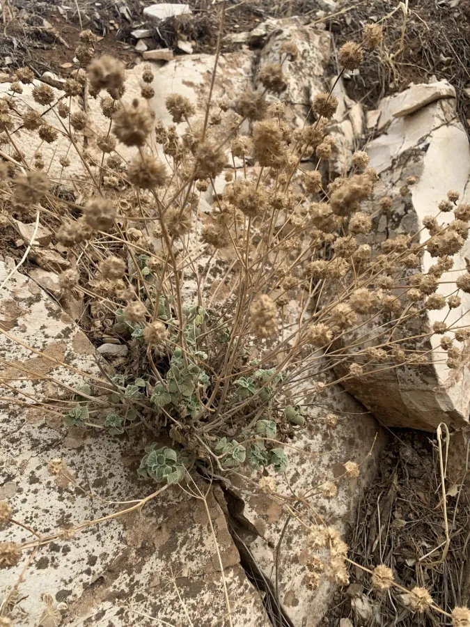 Marrubium crassidens