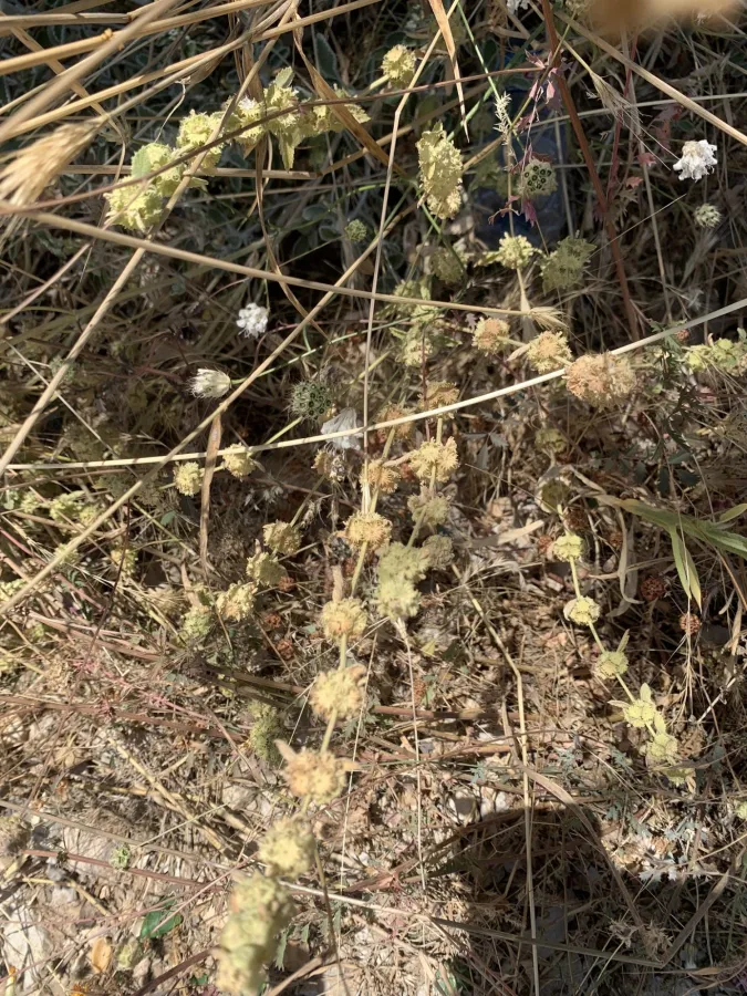 Marrubium crassidens