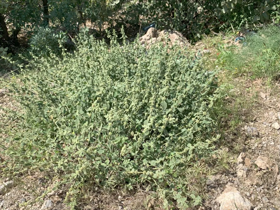 Marrubium vulgare