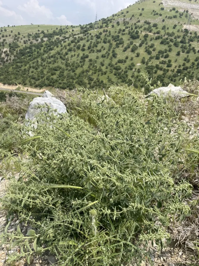 Marrubium vulgare