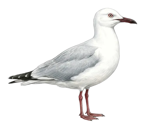 Slender-billed Gull