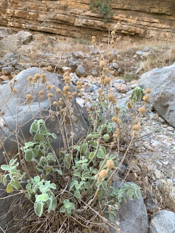 Marrubium vulgare