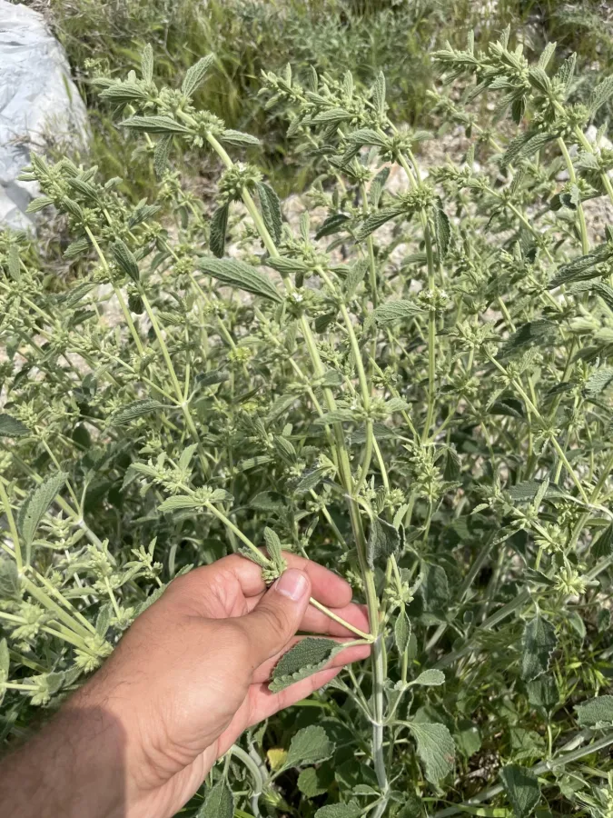 Marrubium vulgare