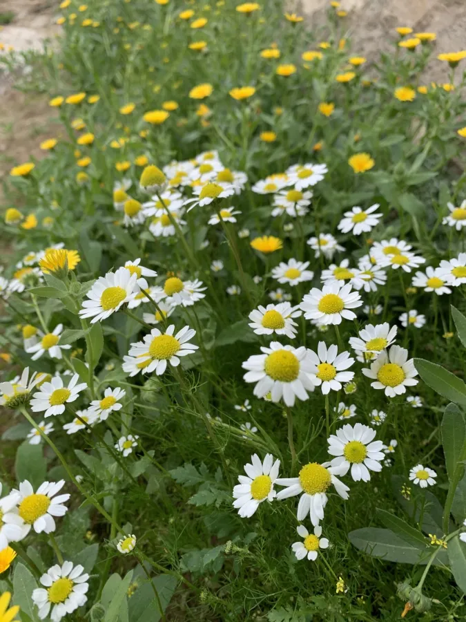 Matricaria chamomilla