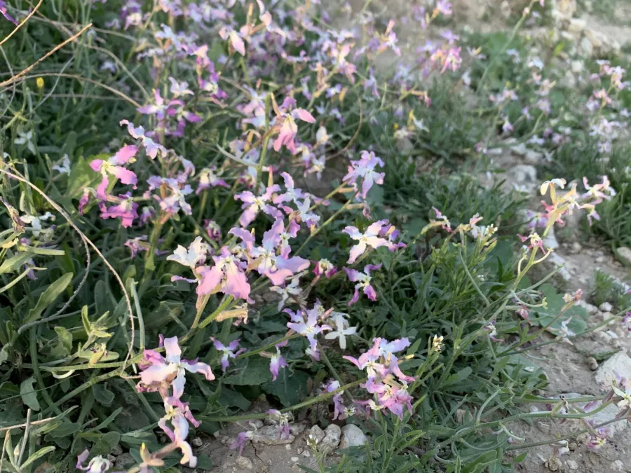 Matthiola longipetala