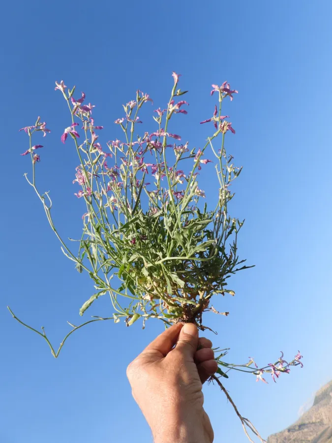 Matthiola longipetala